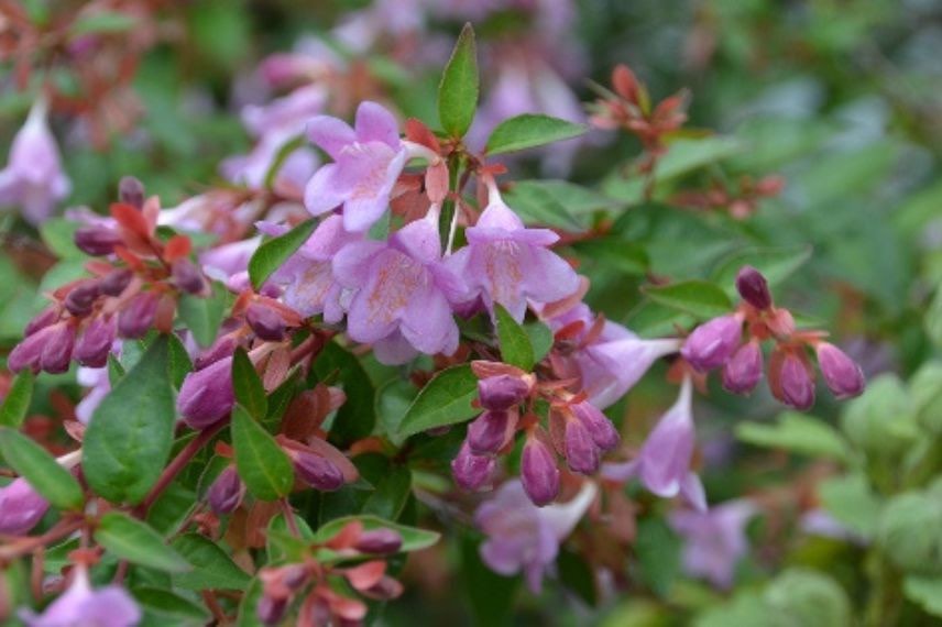 fleurs roses d'abelia