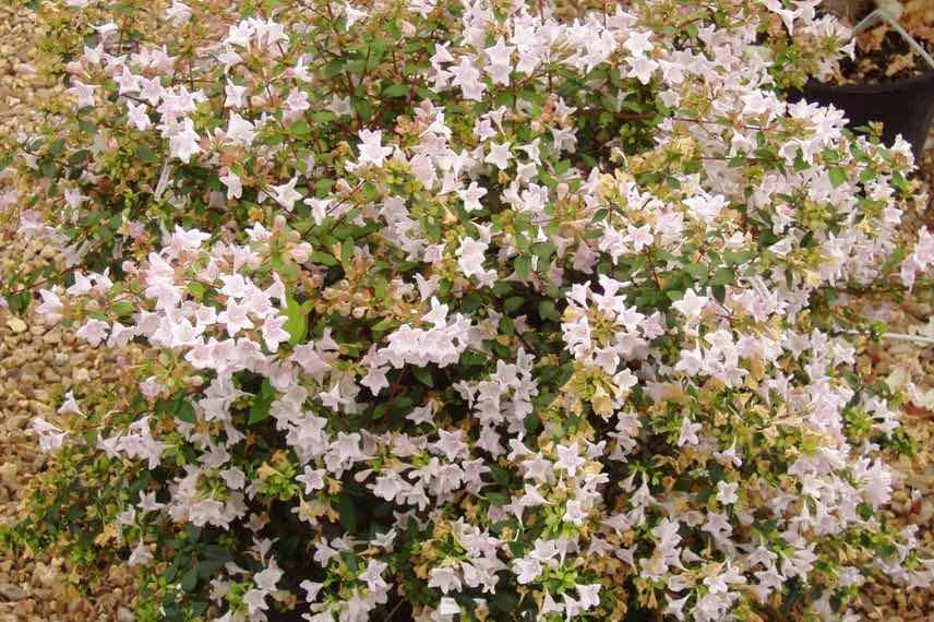 buisson fleuri d'abelia