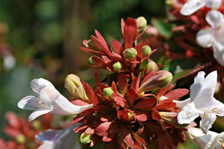 fleurs d'abelia prostré