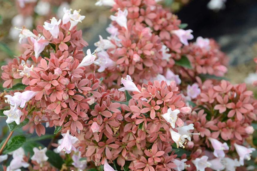 fleurs d'abelia