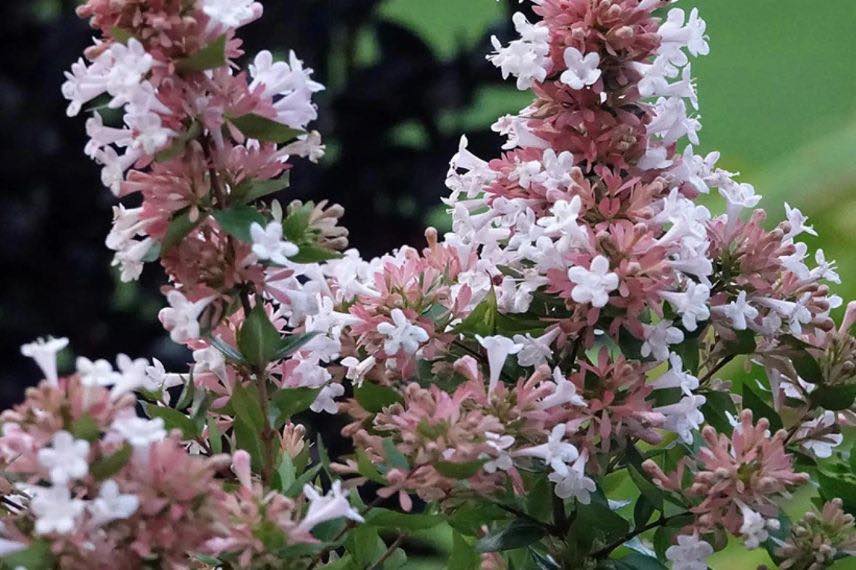 fleurs blanc rosé d'abelia