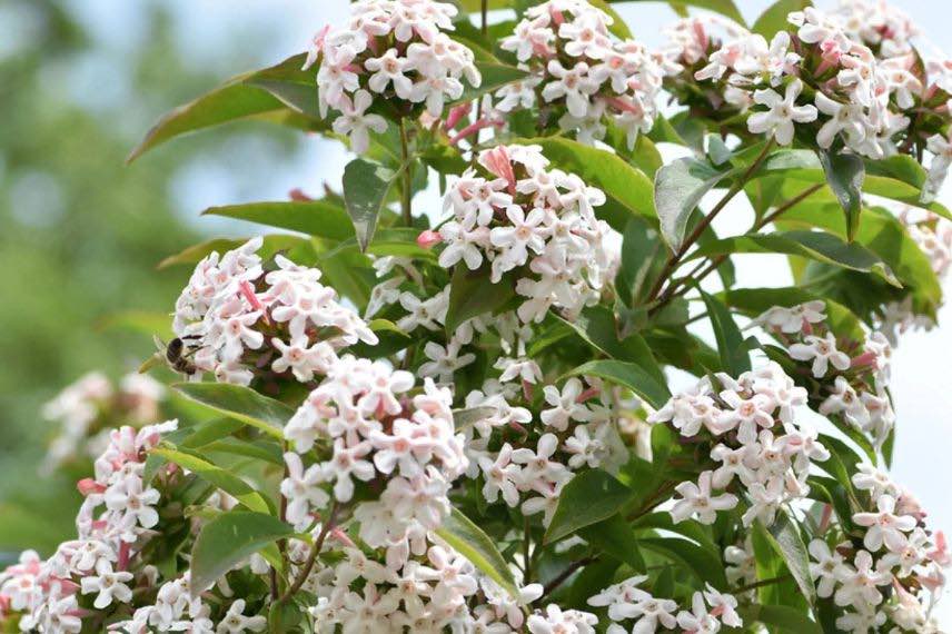 fleurs blanches d'abelia 