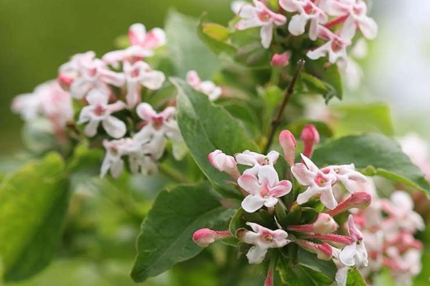 fleurs d'abelia