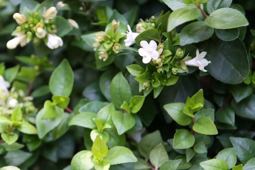 buisson d'abelia