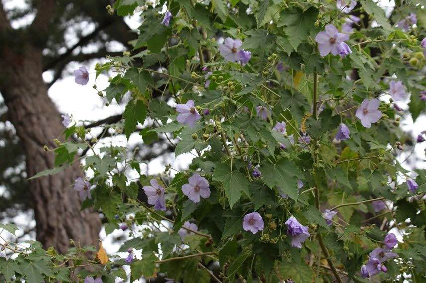 La floraison de l'Abutilon à feuilles de vigne