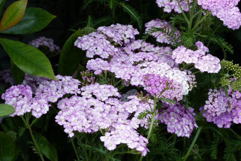 fleurs roses de l'Achillea millefolium 'Appleblossom'