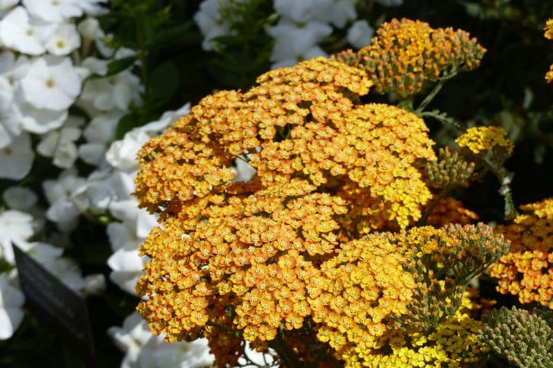 fleurs de l'Achillee Terracotta