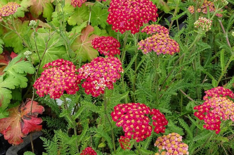 Les fleurs rouges de l'achillée millefeuille 'Paprika'