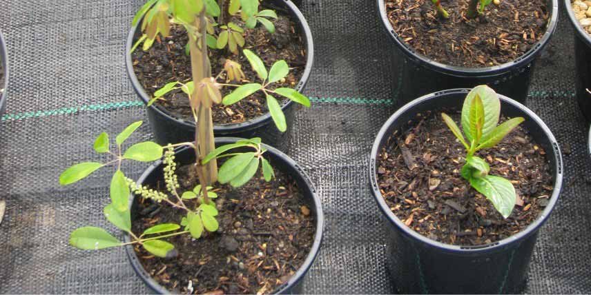 Plantation et culture d'un Akebia en pot