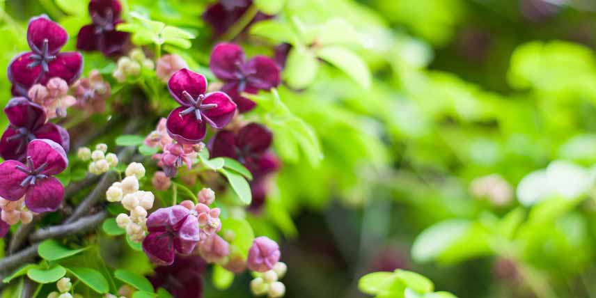 La floraison d'un Akebia