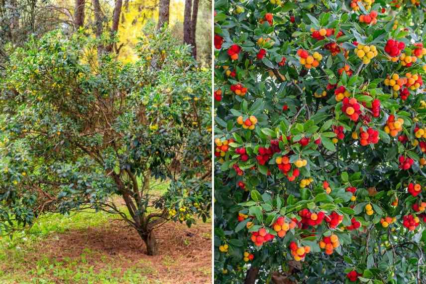 arbuste arbousier et fruits