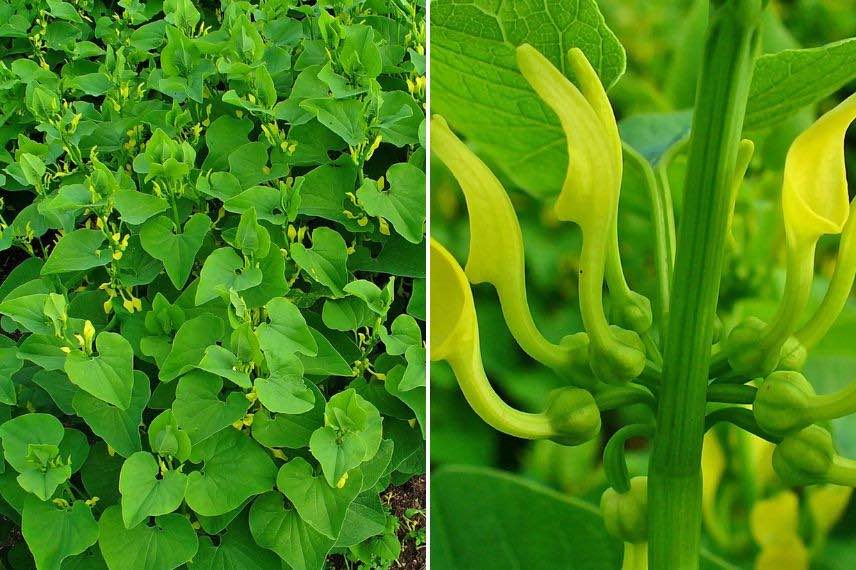 Aristoloche clematite