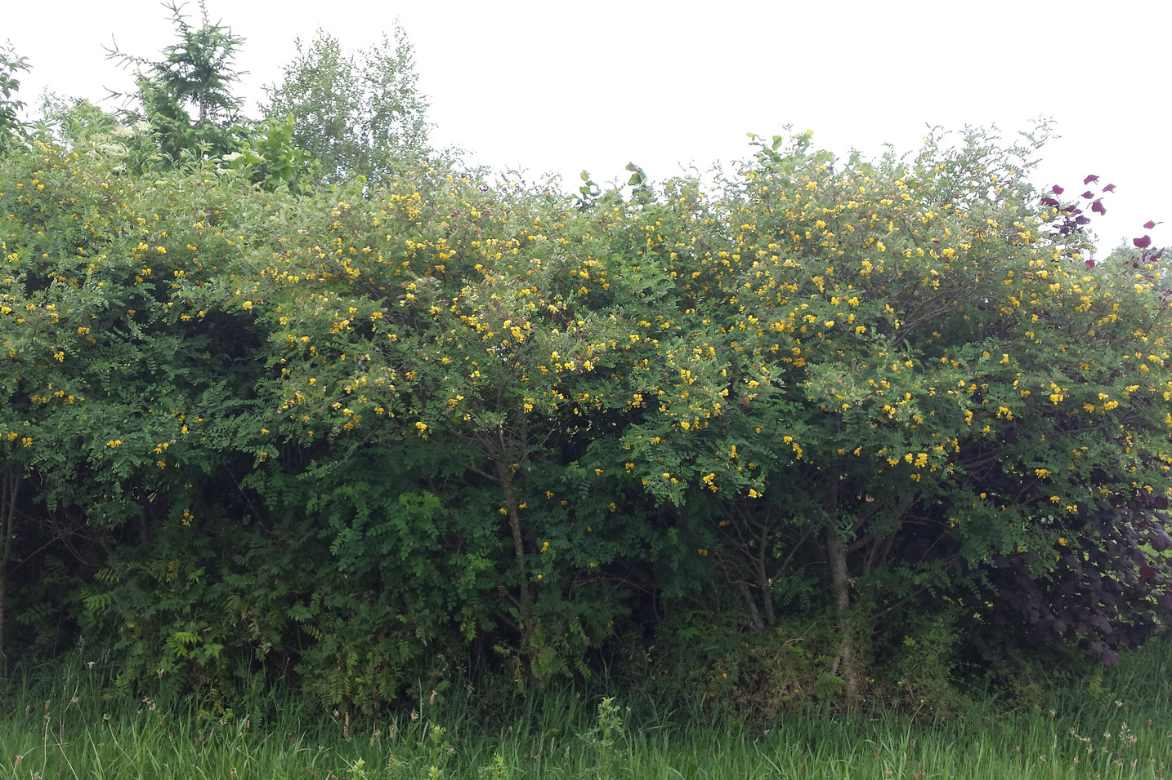 Colutea hedge