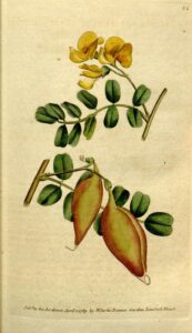 bladder senna botanical illustration