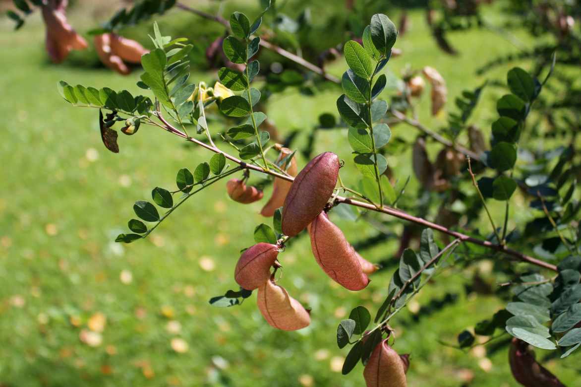 bladder senna fruits pods