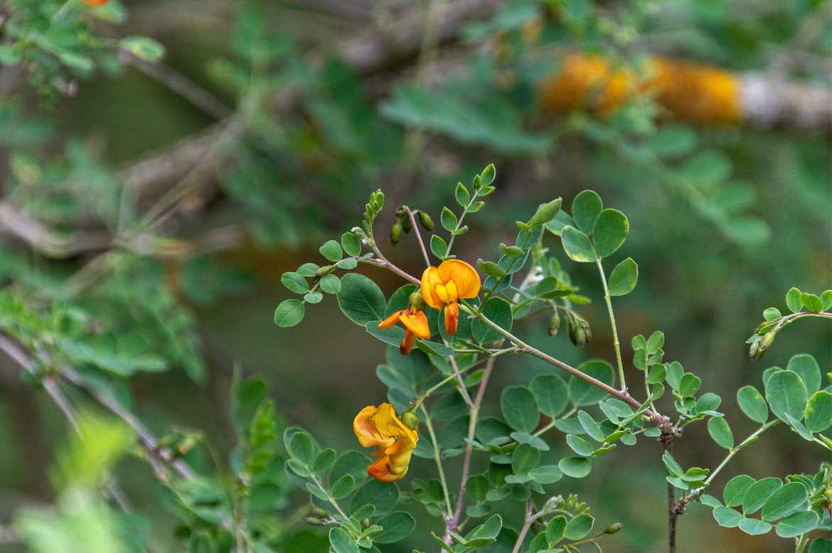 Colutea flowers and leaves