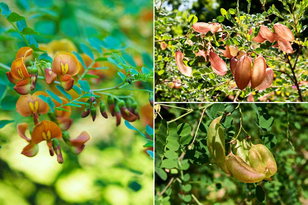 bladder senna flowering fruiting leaves