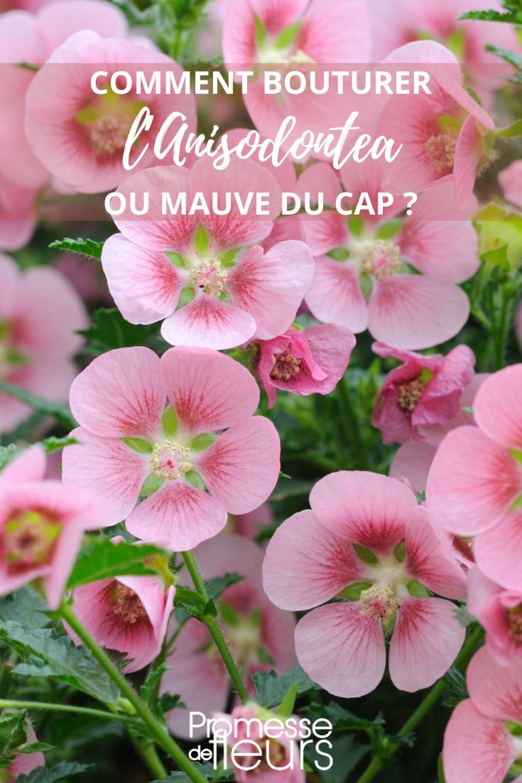 Anisodontea multiplication