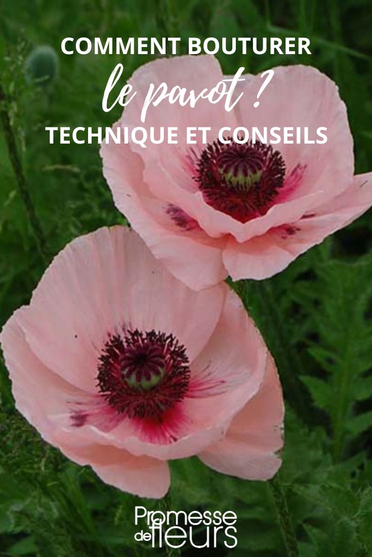 Pavot Papaver orientale Karine