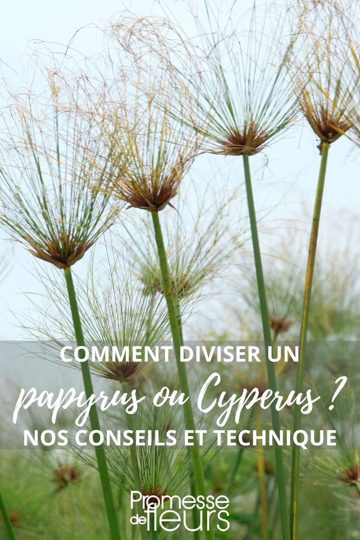 faire une division de papyrus au jardin