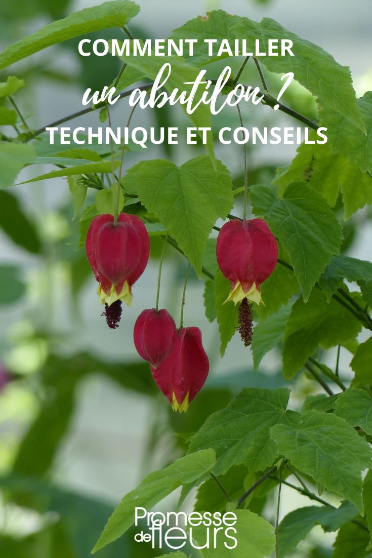 taille de l'abutilon