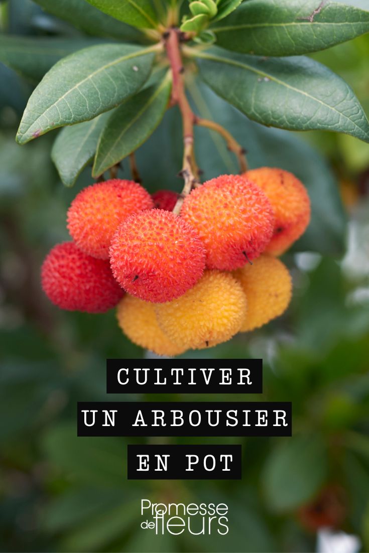 culture de l'arbouse en pot