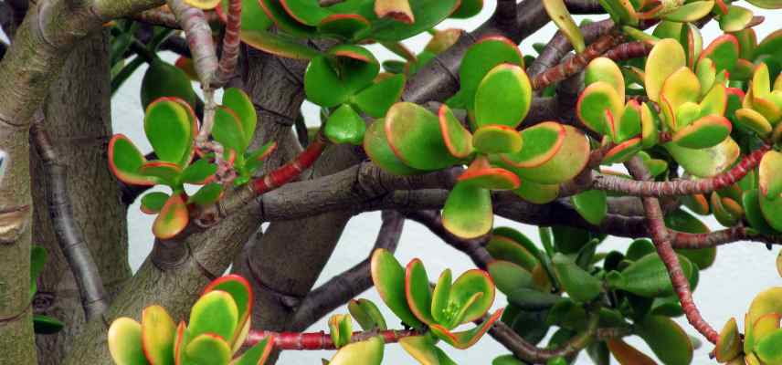 culture arbre de jade en pot interieur