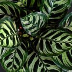 Guide complet sur la culture et l'entretien du Calathea