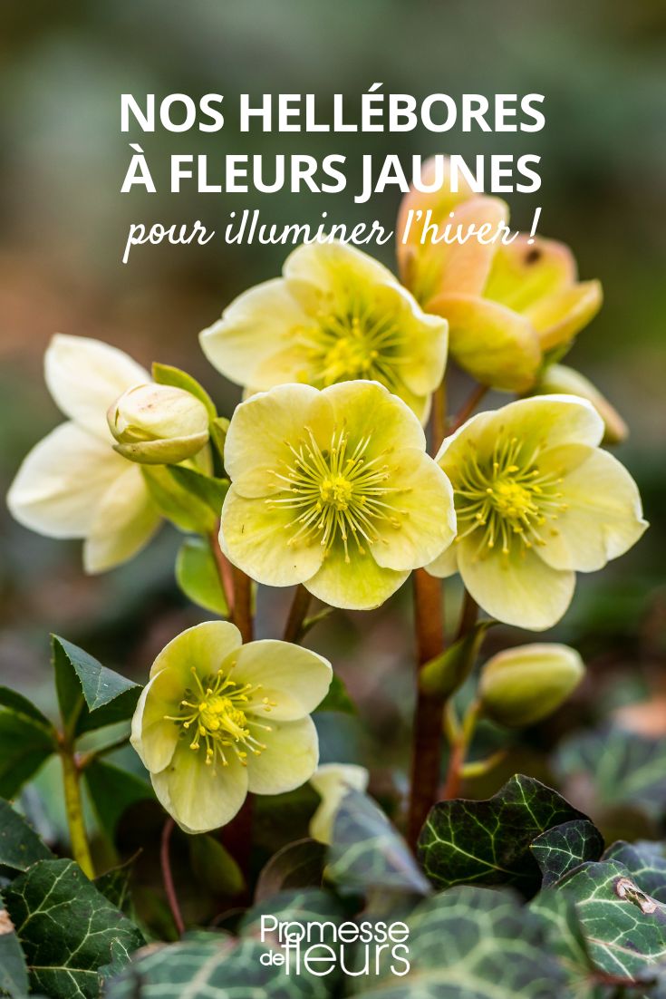 hellebore à fleurs jaunes