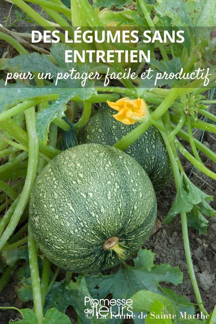 courgette ronde