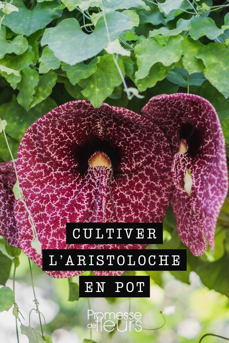 Cultiver l’aristoloche en pot : conseils et entretien