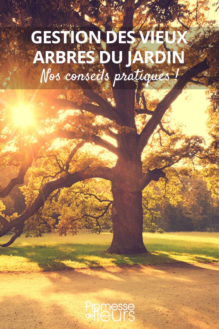 comment gérer les vieux arbres du jardin