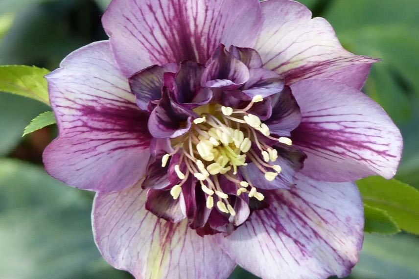 fleurs d'anemone d'helleborus