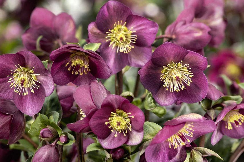 fleurs roses d'helleborus