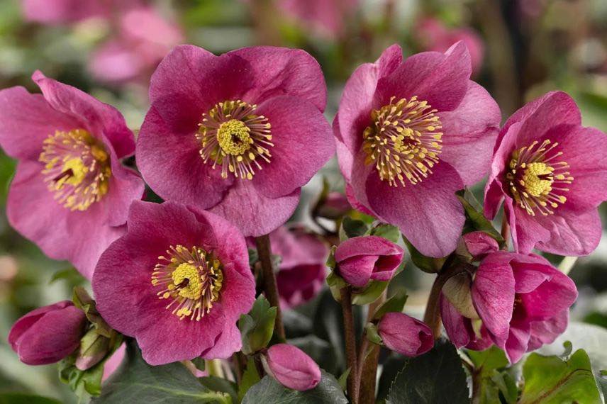 fleurs roses d'helleborus