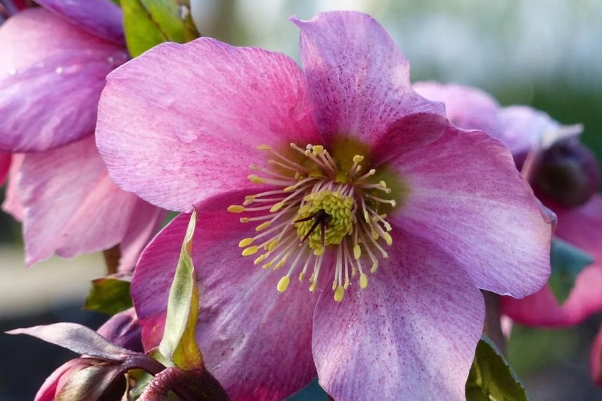 Helleborus à fleurs roses