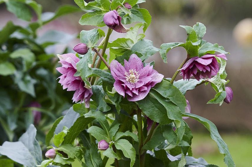 fleurs roses doubles d'helleborus