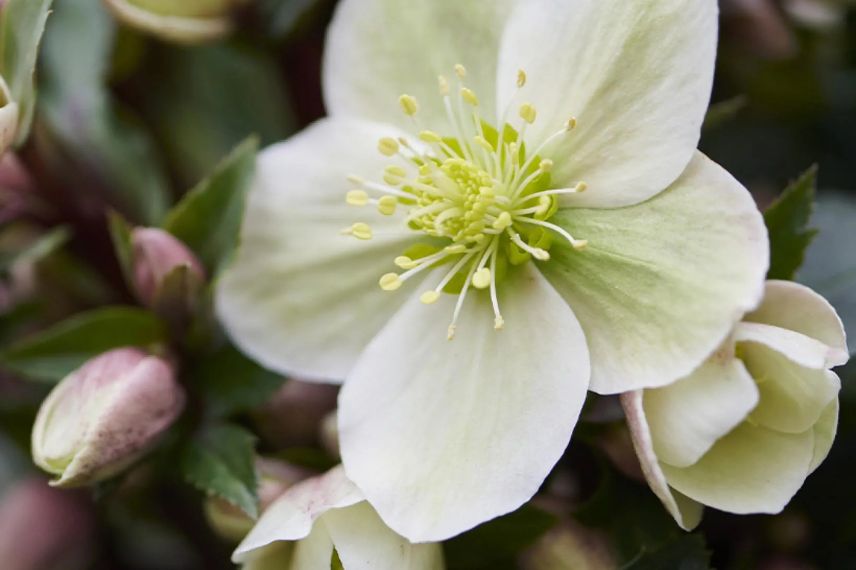 fleurs blanches d'helleborus