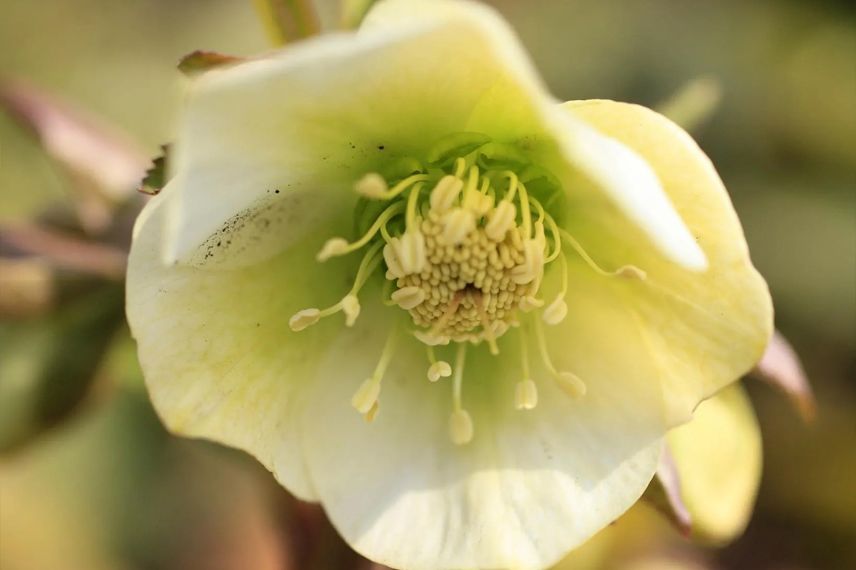 fleur jaune d'hellebore