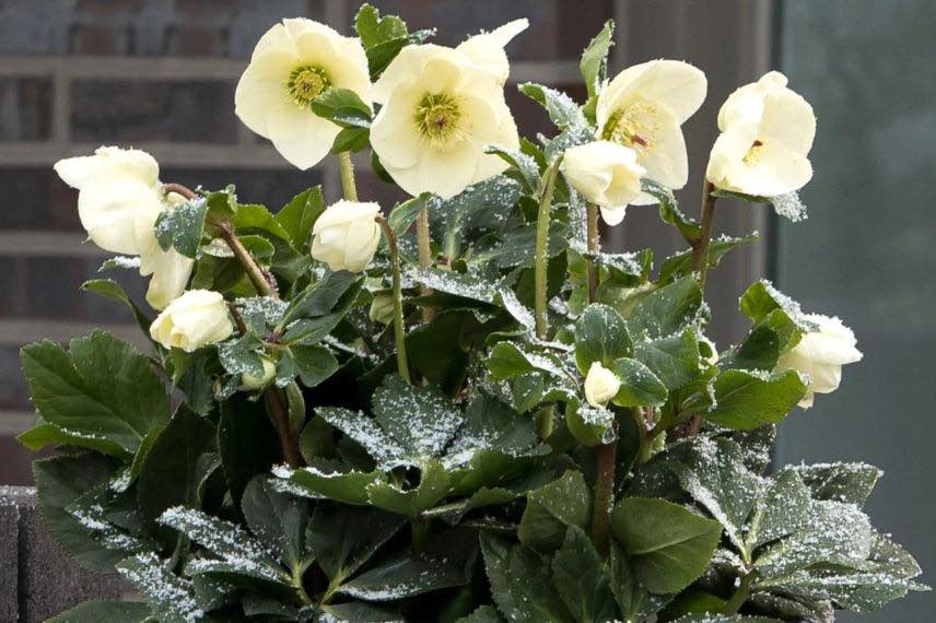 Hellébore lemperii Linda à fleurs jaunes