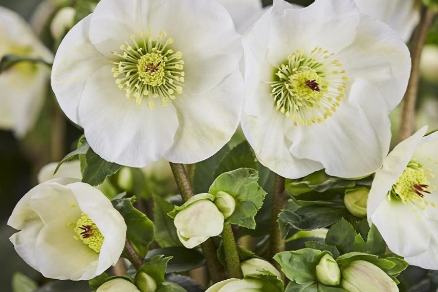 fleurs blanches d'helleborus