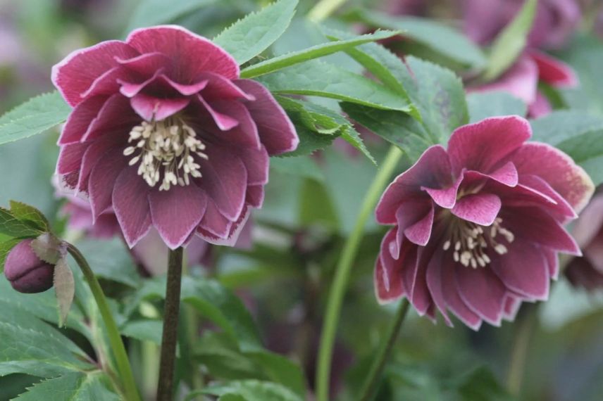 fleurs hellebore double pourpre