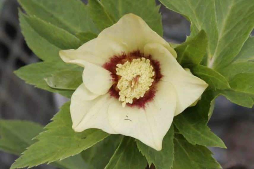 fleur bicolore d'hellebore