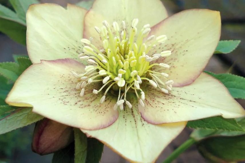 fleur jaune d'hellebore