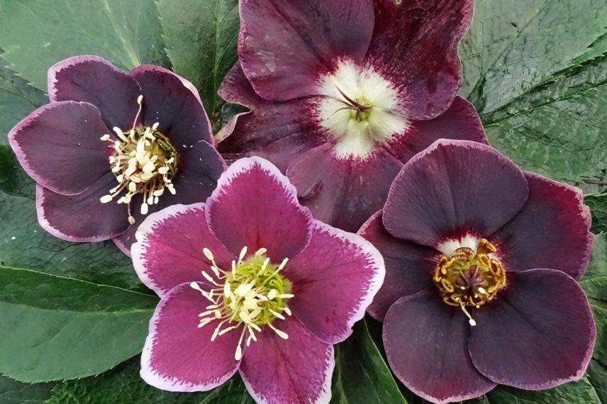 hellebore bicolore