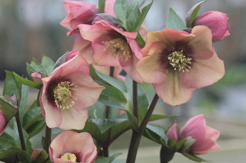 fleurs pêche d'helleborus