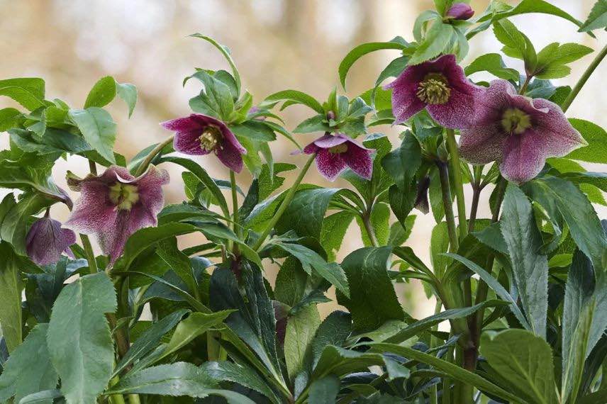 fleurs pourpres d'helleborus