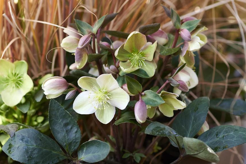 fleurs blanc rosé d'helleborus