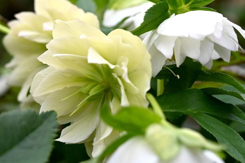 fleurs double blanche d'helleborus