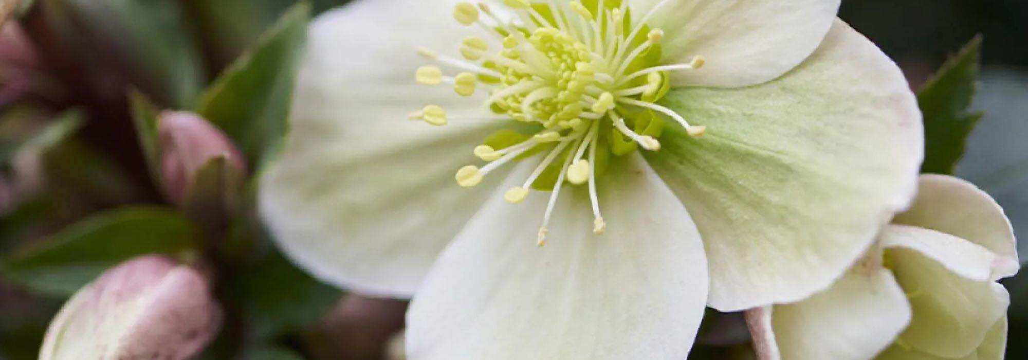 Les hellébores à fleurs blanches : parfaits pour l’hiver !